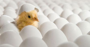 A hatching chick in a tray of eggs illustrates incubation.